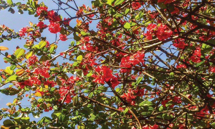 Beltane blossoms