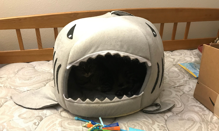Shark Bed