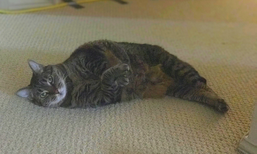 Otter-like