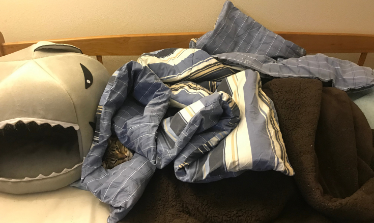 In the blanket