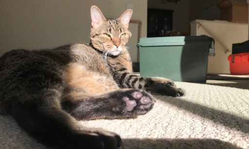 Sunbathing 2