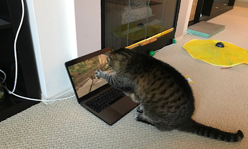 Bird on screen